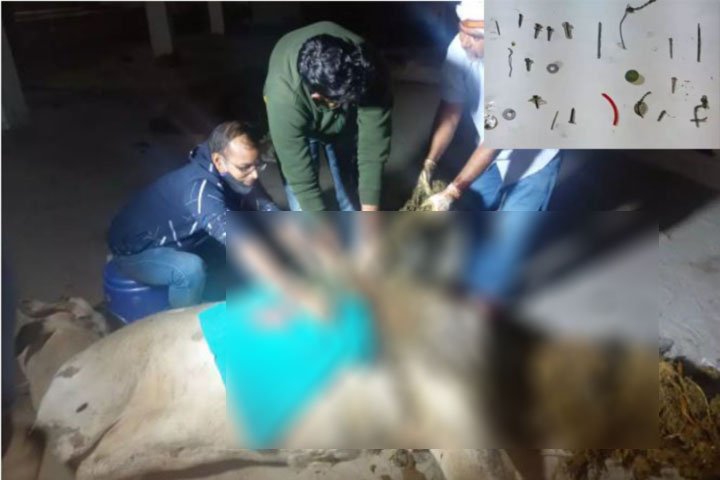 গরুর পেটে ৭১ কেজি ধাতব পদার্থ!