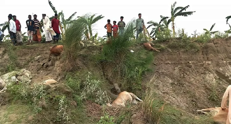 চরে ঘাস খাওয়াতে গিয়ে বজ্রপাতে ১৪টি গরুসহ প্রাণ গেল রাখালের