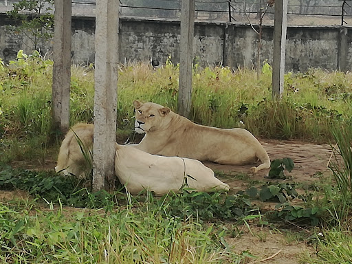 মারা গেছে বঙ্গবন্ধু সাফারি পার্কের সাদা সিংহটি