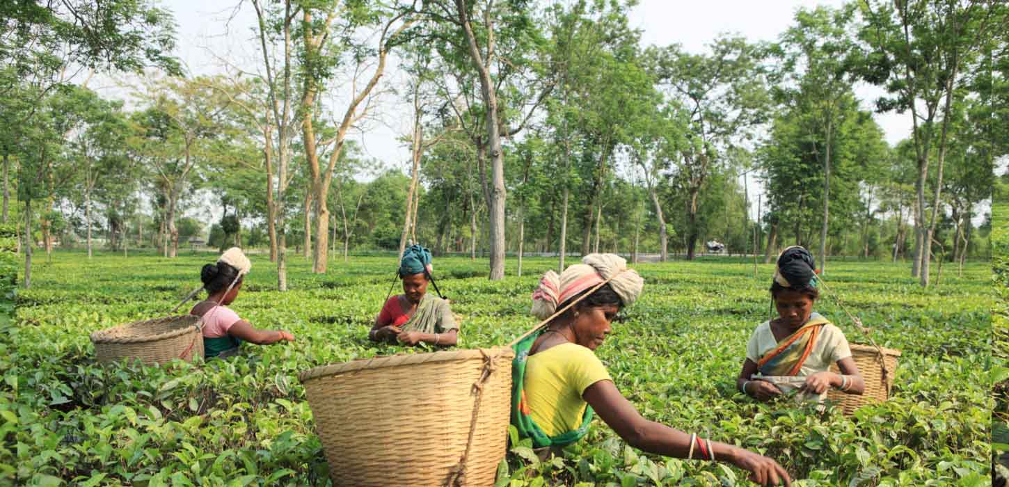 যে কারণে ১২০ টাকাতেই কাজে ফিরল চা শ্রমিকেরা: বিবিসির বিশ্লেষণ