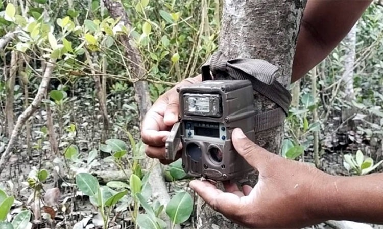 সুন্দরবনে চুরি হয়ে গেছে বাঘ গণনার ৮টি ক্যামেরা