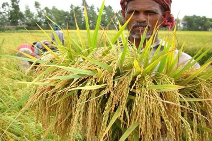 ২৭ লাখ কৃষক পাচ্ছেন ১৭০ কোটি টাকার কৃষি প্রণোদনা