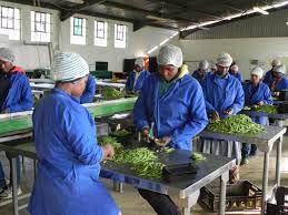 agro processing worker