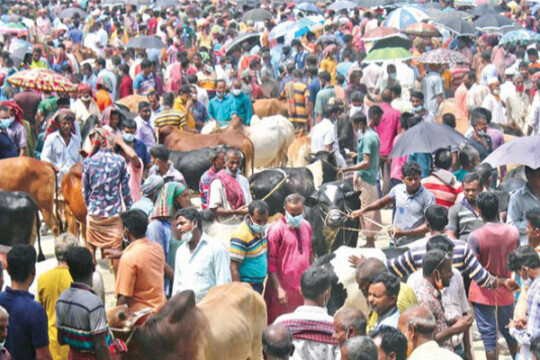 রাজধানীর ২১টি স্থানে এবার কোরবানীর পশুর হাট