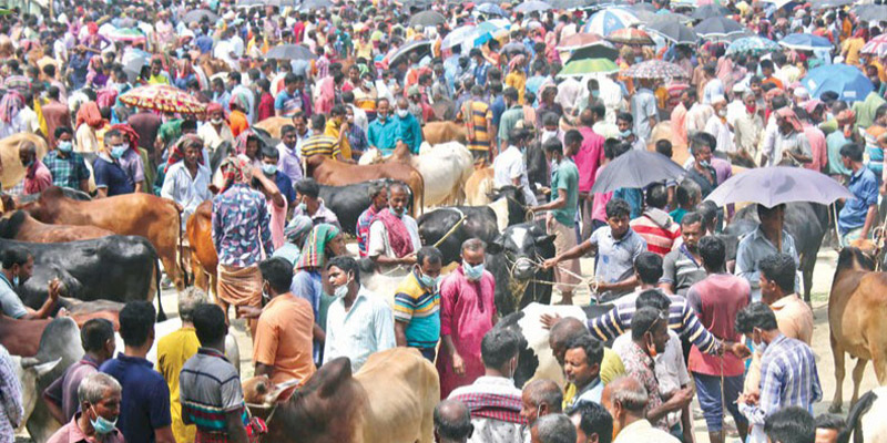 রাজধানীর ২১টি স্থানে এবার কোরবানীর পশুর হাট