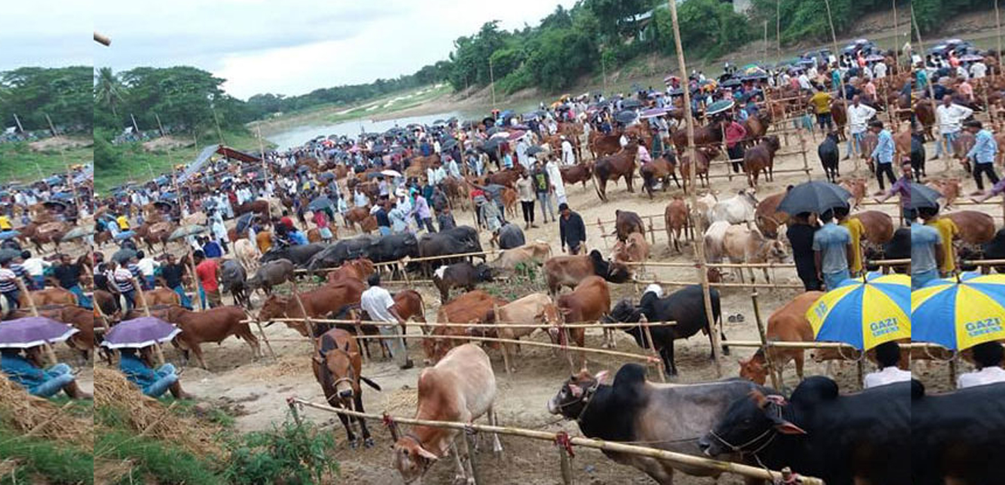 রাজধানীতে কোরবানির পশুর হাট বসবে ২২টি