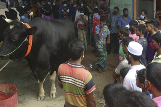 গাবতলী হাটে মাঝারি গরুর চাহিদা বেশি