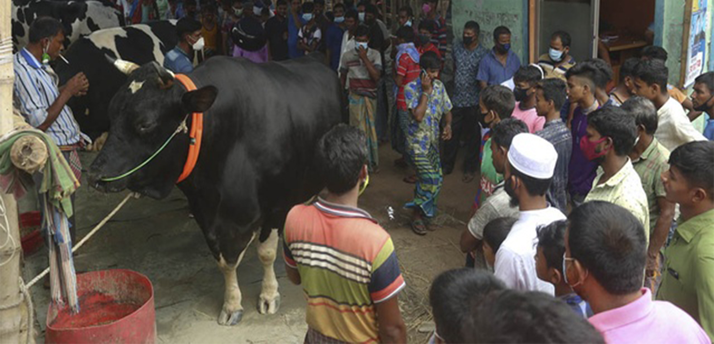 গাবতলী হাটে মাঝারি গরুর চাহিদা বেশি