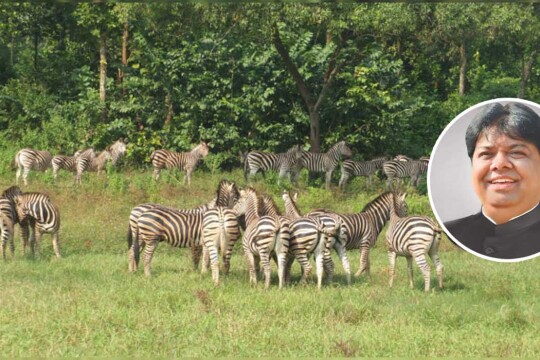 ‘একে অপরকে ফাঁসাতে সাফারি পার্কে জেব্রা হত্যা’