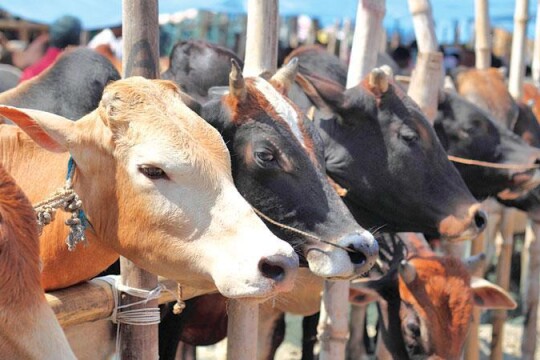 ডিজিটাল হাটে ১০ শতাংশ টাকা দিয়েই আনা যাবে কোরবানির পশু