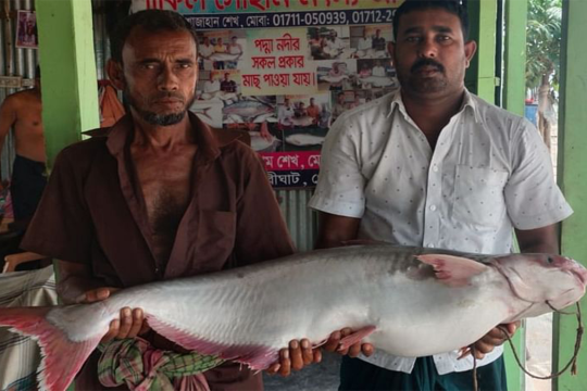 পদ্মা নদীতে ধরা পড়ল ২৫ কেজির পাঙাশ, বিক্রি ৩৬ হাজারে