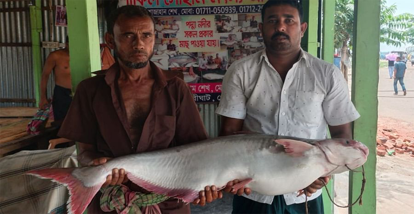 পদ্মা নদীতে ধরা পড়ল ২৫ কেজির পাঙাশ, বিক্রি ৩৬ হাজারে