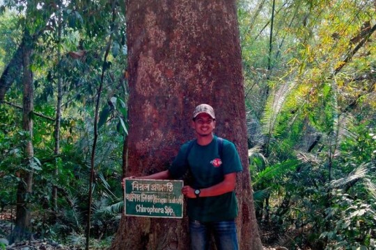 দেশের বিরল প্রজাতির একমাত্র বৃক্ষ ‘আফ্রিকান টিকওক’ মারা গেছে