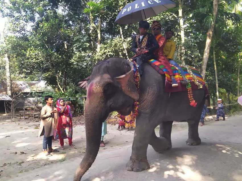 নাতির বিয়ে হলো হাতির পিঠে চড়ে