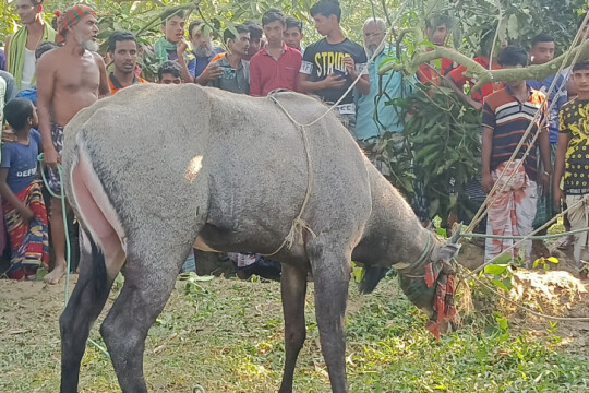 এবার চাঁপাইনবাবগঞ্জে দেখা মিললো বিরল নীলগাইয়ের