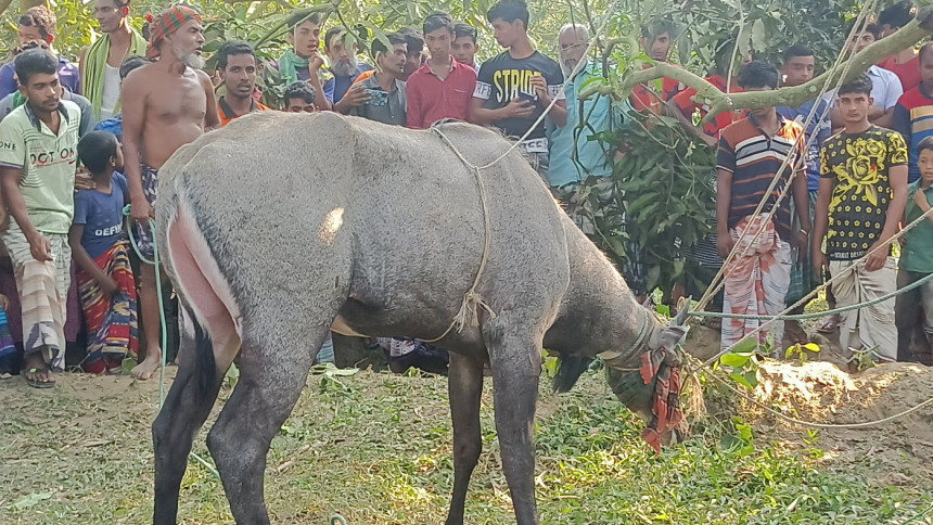 এবার চাঁপাইনবাবগঞ্জে দেখা মিললো বিরল নীলগাইয়ের