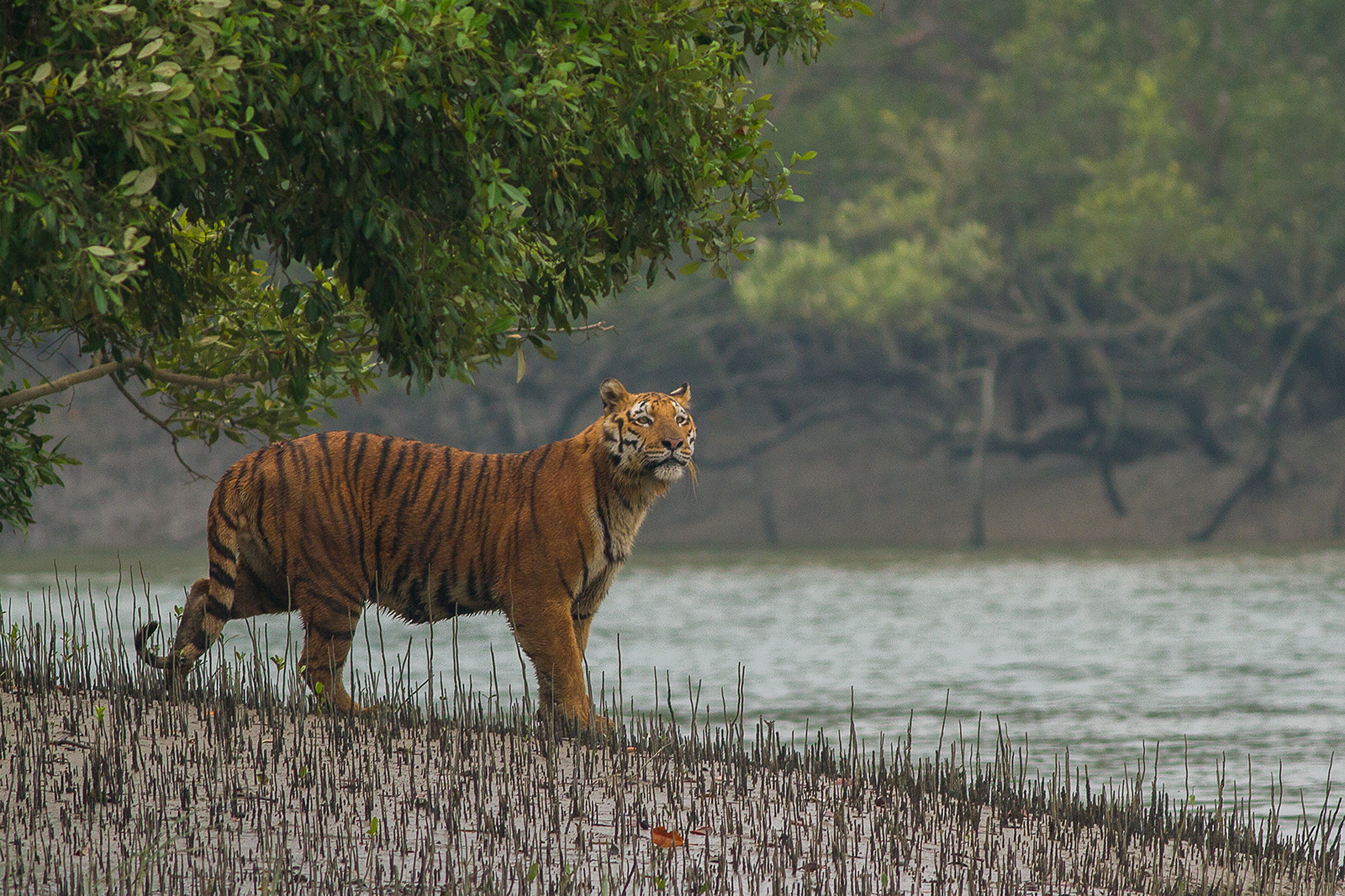 শুটিং সেটে দেখা মিলল বনের বাঘ!