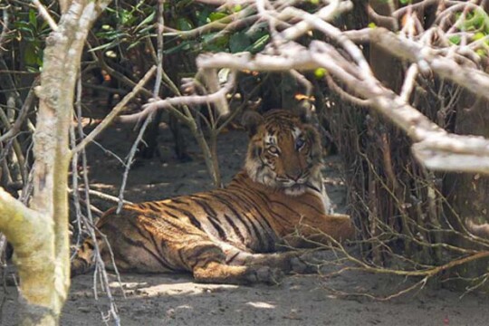 মাছের ঘেরে বাঘ, আতঙ্কে এলাকাবাসী