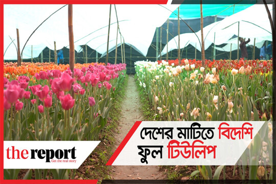 বাংলাদেশে ফুটছে টিউলিপ || Bangladesh Tulip Garden || TheReport.live