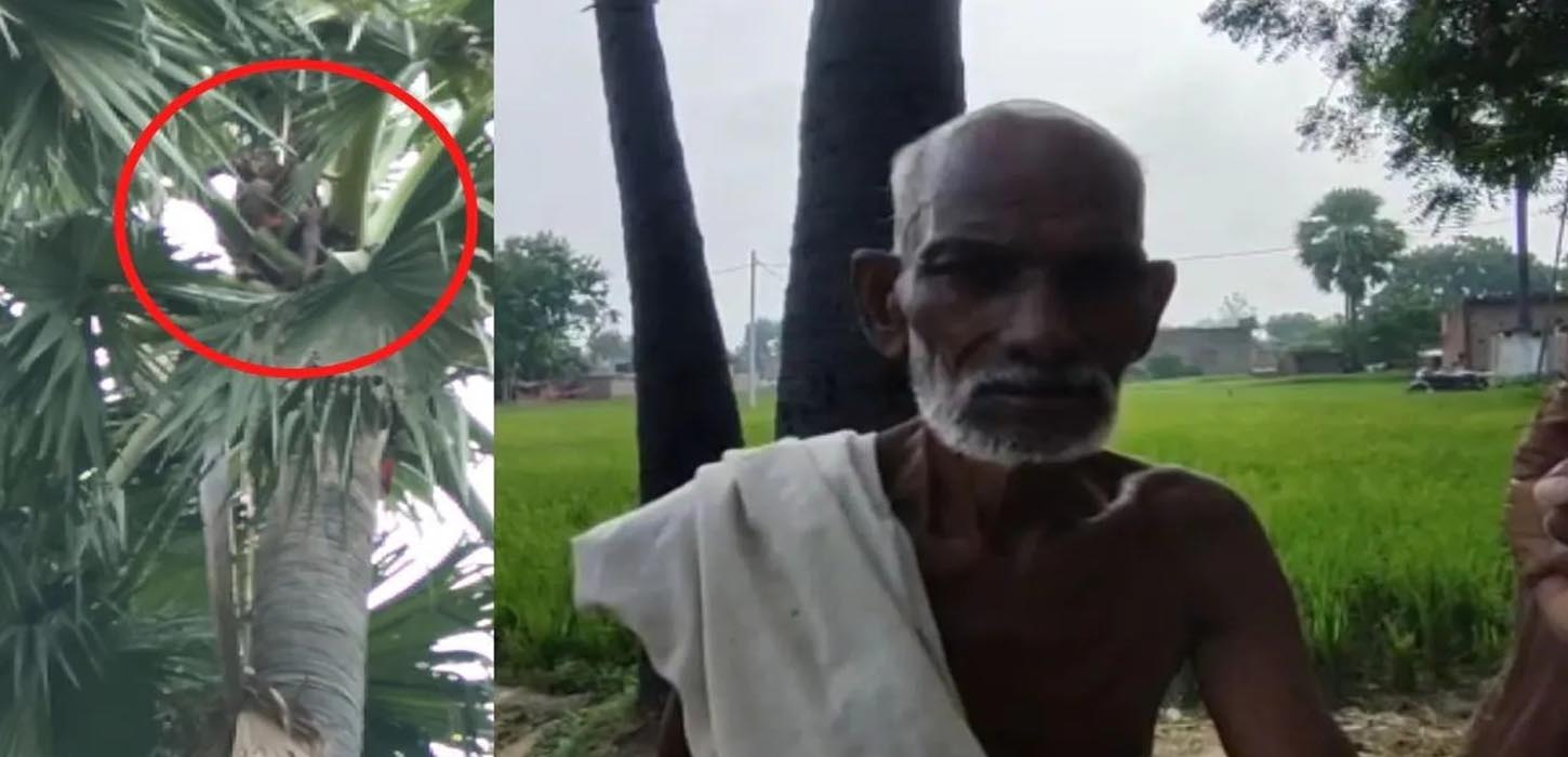 স্ত্রীর সাথে রাগ করে এক মাস ধরে তালগাছেই বসবাস!