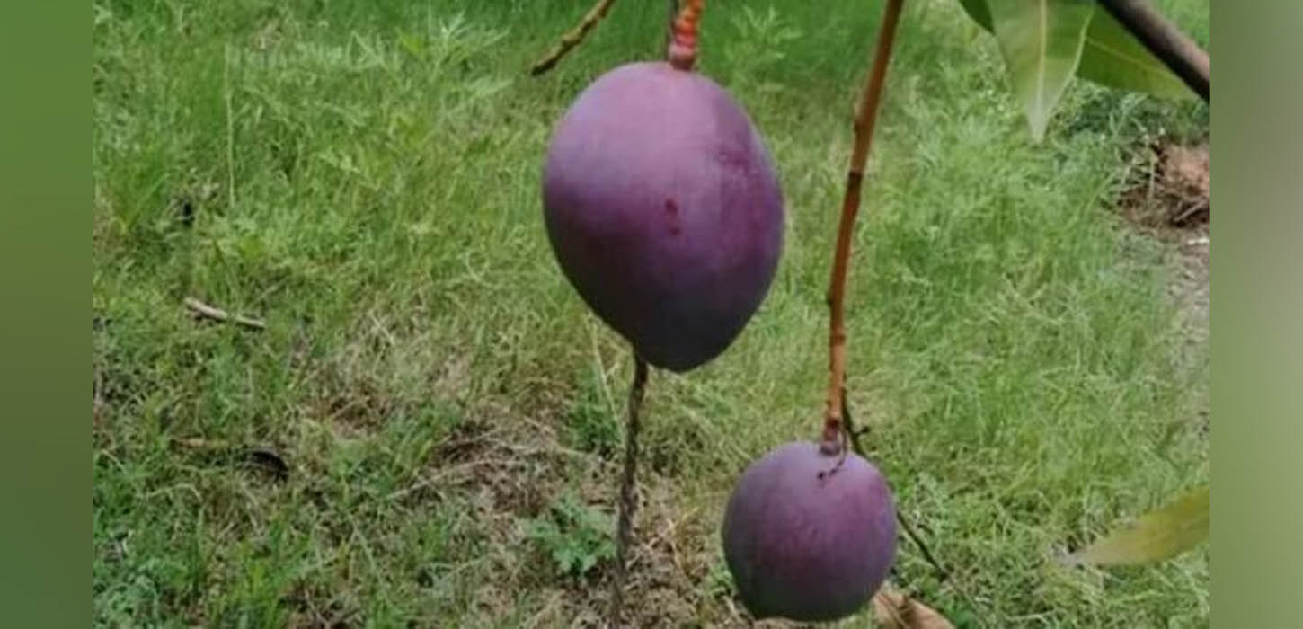 আমের কেজি ৩ লাখ টাকা,নজরদারিতে সিসি ক্যামেরা!