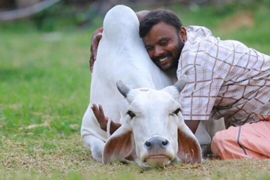 ভারতে গরুকে জড়িয়ে ধরার সিদ্ধান্ত যে কারণে প্রত্যাহার