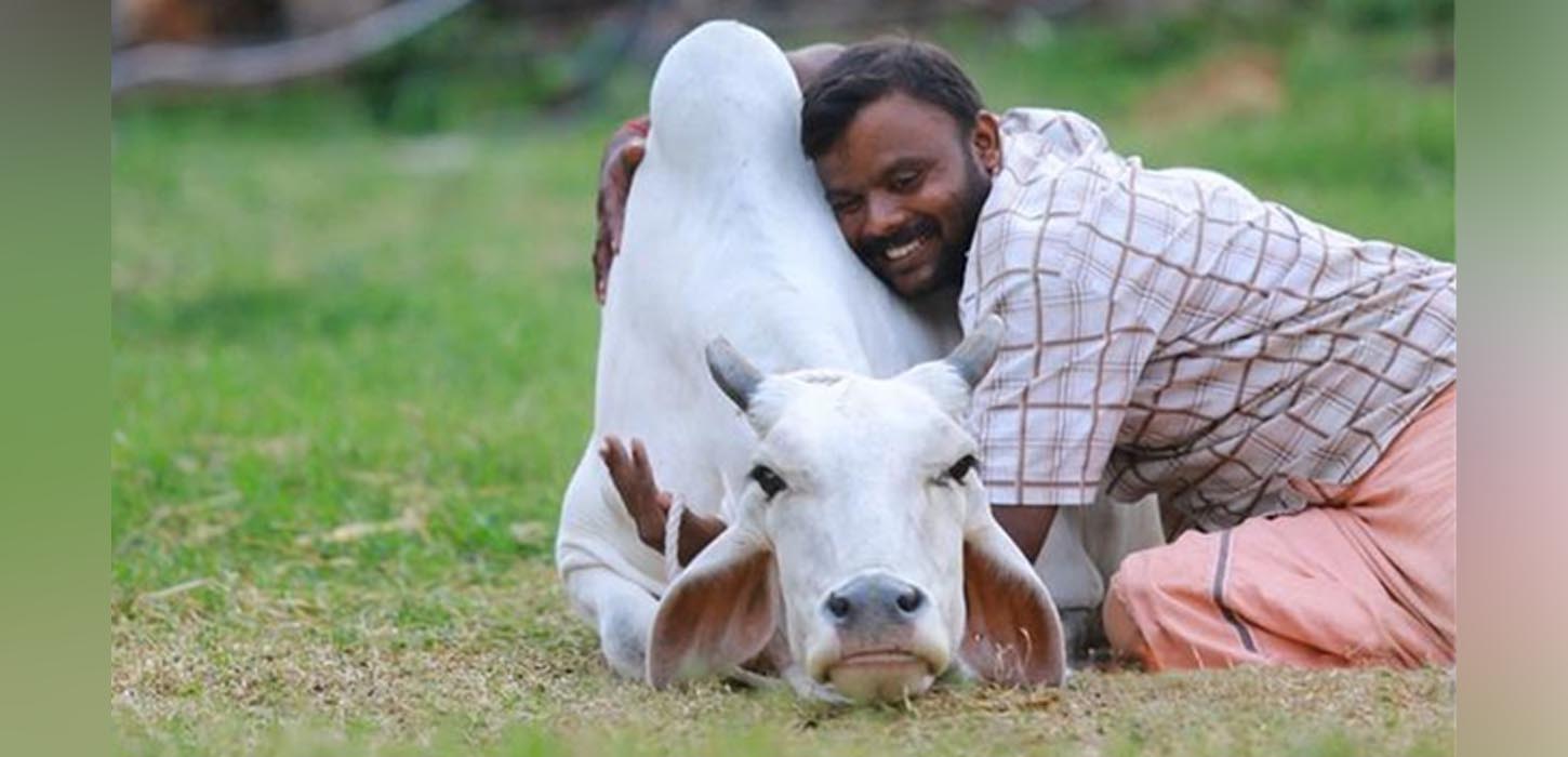 ভারতে গরুকে জড়িয়ে ধরার সিদ্ধান্ত যে কারণে প্রত্যাহার