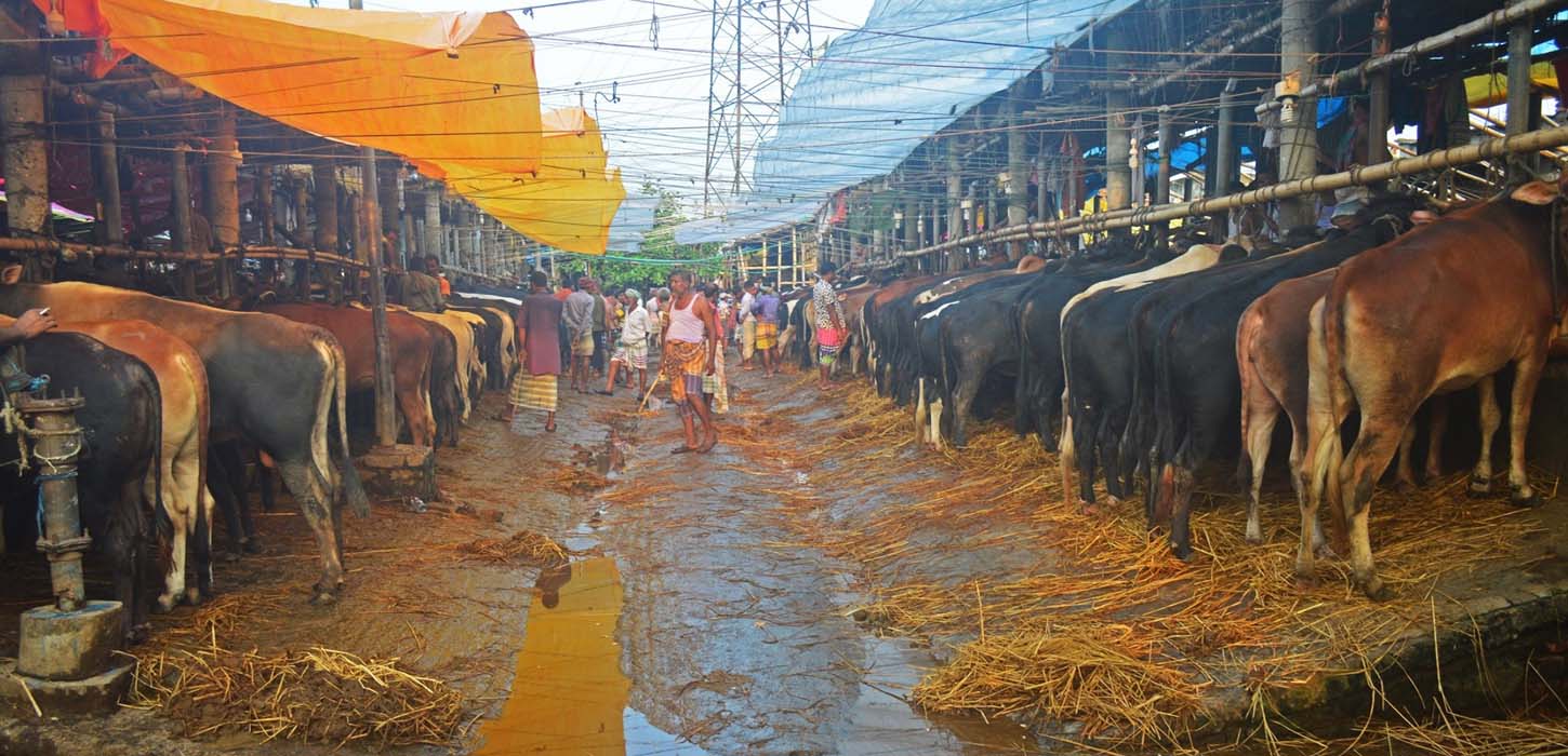 কোরবানিযোগ্য পশুর সংখ্যা বেড়েছে