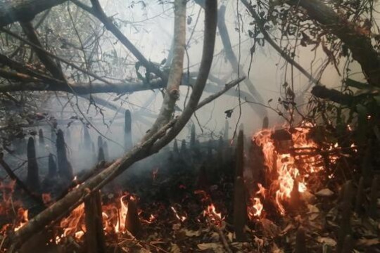 ফের আগুন লেগেছে সুন্দরবনে