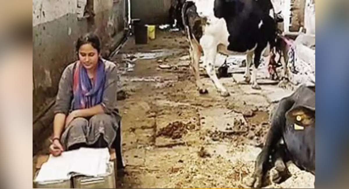 গোয়ালঘরে কোভিড সেন্টার, করোনা সারছে দুধ-গোমূত্রে!