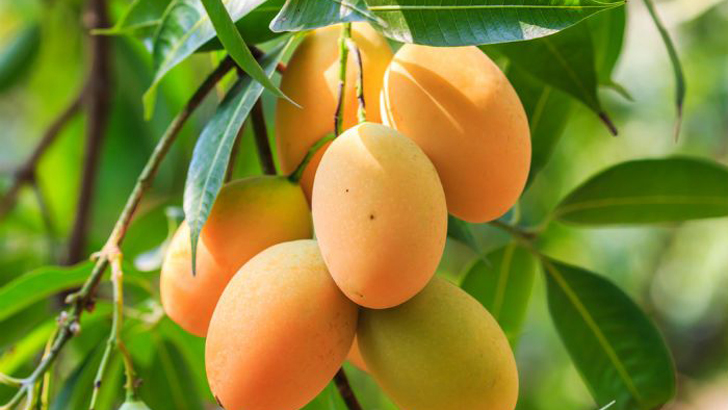 ভালো আম চেনার উপায়