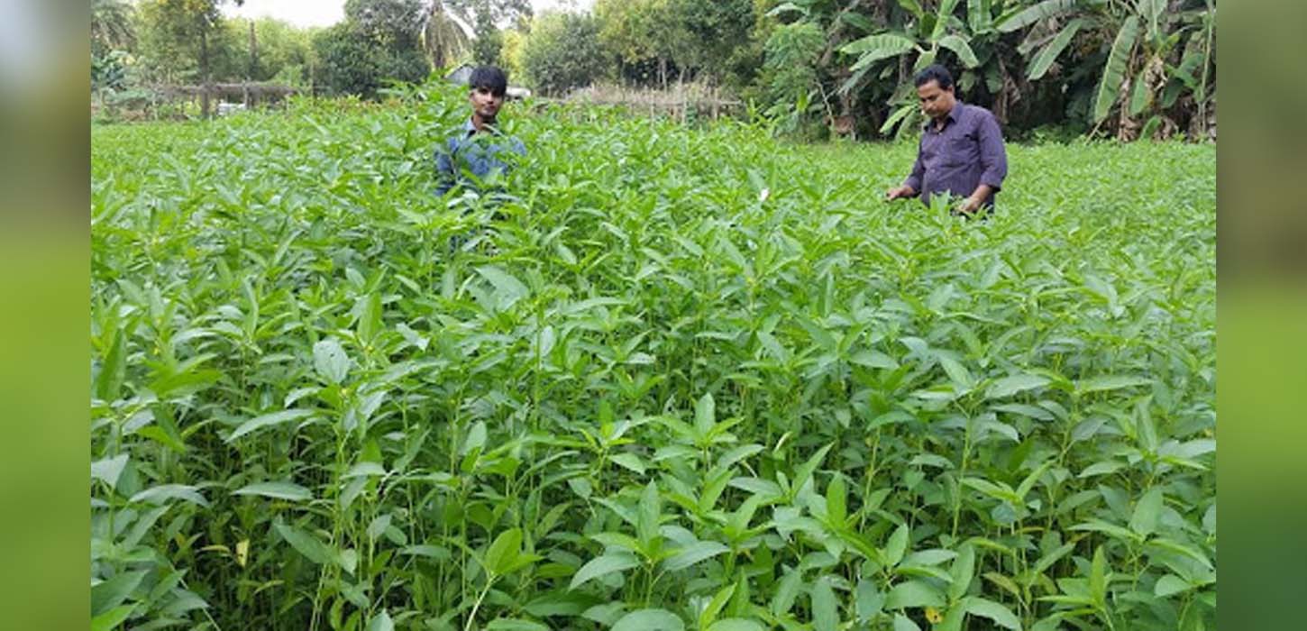 ভোজ্যতেলের দাম বৃদ্ধি : পাটবীজ থেকে তেল আহরণের পরিকল্পনা