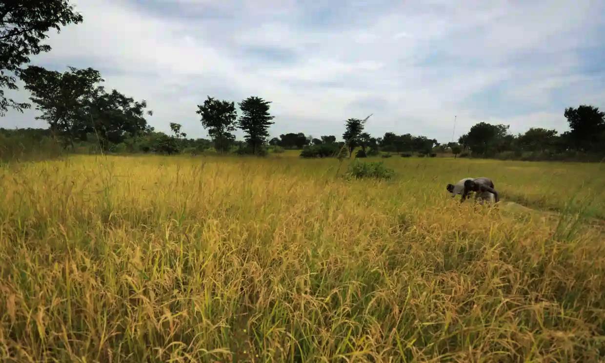 নাইজেরিয়ার পল্লীতে বন্দুকধারীদের ভয়াবহ হামলা, নিহত অন্তত ৪৬