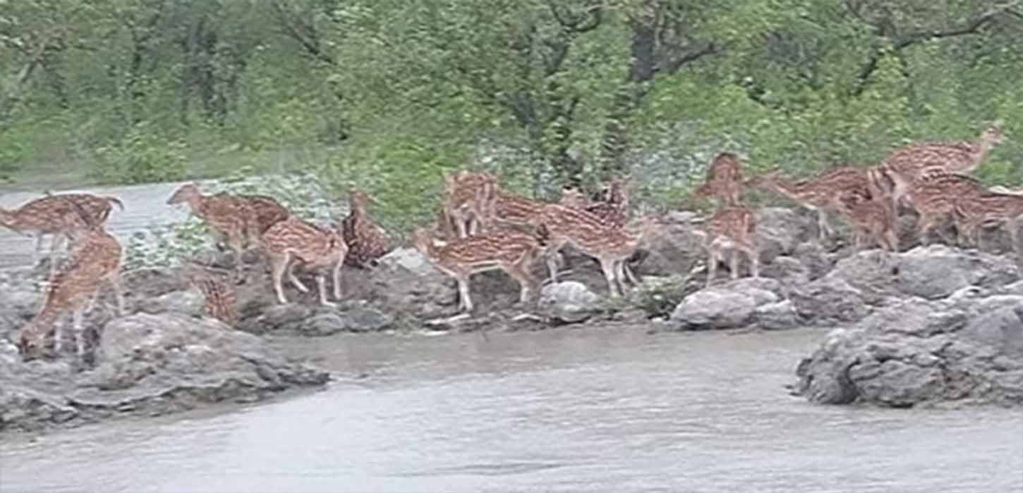 নিঝুমদ্বীপের নিম্নাঞ্চলে পানিবন্দি কয়েক হাজার হরিণ